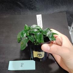 【水槽関連】アヌビアス　ペッチー⑧の画像