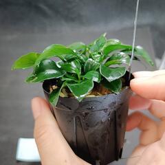 【水槽関連】アヌビアス　ペッチー⑧の画像