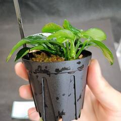【水槽関連】アヌビアス　ペッチー⑧の画像