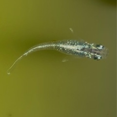 青蝶メダカ　6匹の画像