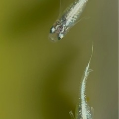 青蝶メダカ　6匹の画像