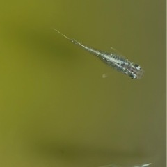青蝶メダカ　6匹の画像