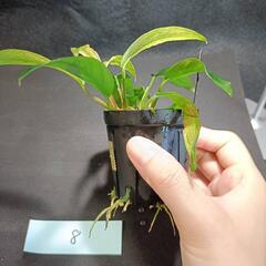 【水槽関連】アヌビアス　グラブラ⑧の画像