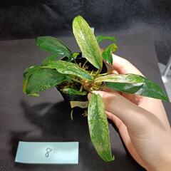 【水槽関連】アヌビアス　グラブラ⑧の画像