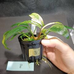 【水槽関連】アヌビアス　グラブラ⑧の画像