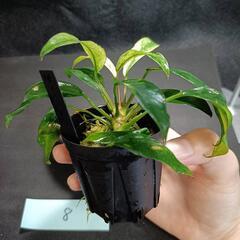 【水槽関連】アヌビアス　グラブラ⑧の画像