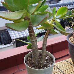 【お話し中】⑥金のなる木の画像