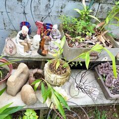 植木　置物　石　など貰って下さいの画像