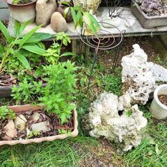 植木　置物　石　など貰って下さいの画像