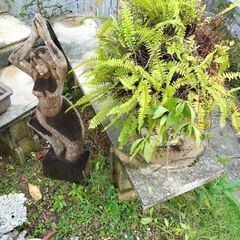 植木　置物　石　など貰って下さいの画像