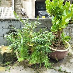 植木　置物　石　など貰って下さいの画像