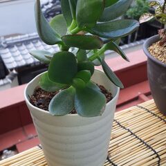 【お話し中】④金のなる木の画像