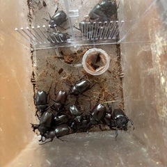 カブトムシ・衣装ケースまとめて♪の画像