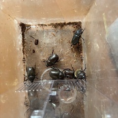 カブトムシ・衣装ケースまとめて♪の画像