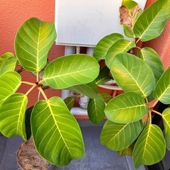 高さ125cm観葉植物(現地まで引き取りに来られる方限定)の画像