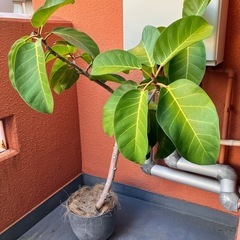 高さ125cm観葉植物(現地まで引き取りに来られる方限定)の画像