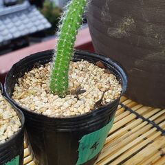 【お話し中】サボテン🌵の画像