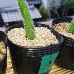 【お話し中】サボテン🌵の画像