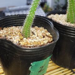 【お話し中】サボテン🌵の画像