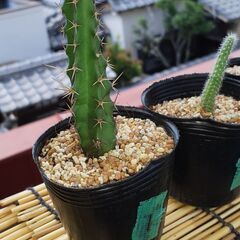 【お話し中】サボテン🌵の画像