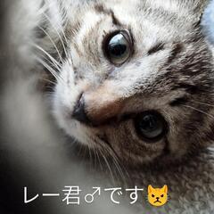 8/10石巻で里親探し会です。　レーくん