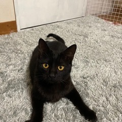 とっても美人な黒猫ちゃんです