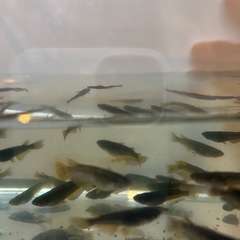 【写真の中から5匹】サタンメダカ鰭ナガ1ペア➕2匹の画像