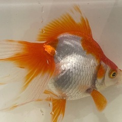 金魚 琉金 2歳 自家産の画像