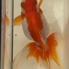 金魚 琉金 2歳 自家産の画像