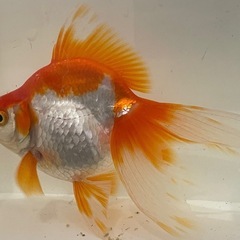 金魚 琉金 2歳 自家産の画像