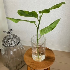 ⑥観葉植物　フィカス アルテシーマ　の画像