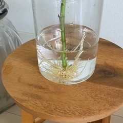 ⑥観葉植物　フィカス アルテシーマ　の画像