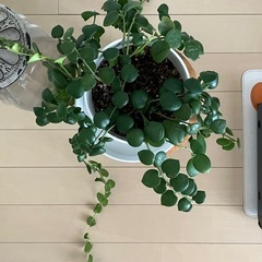 ①観葉植物　エスキナンサス タイピンク の画像