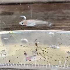 ピンクバタフライ　メダカ　若魚　5匹
　の画像