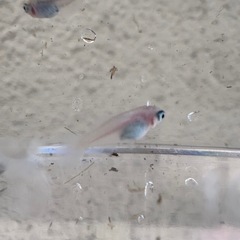 ピンクバタフライ　メダカ　若魚　5匹
　の画像