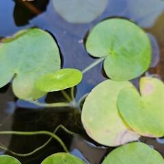 水生植物・水草『トチカガミ3株』の画像
