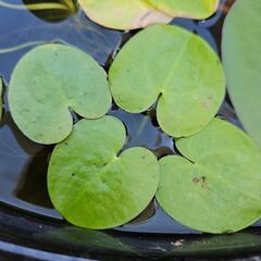 水生植物・水草『トチカガミ3株』の画像