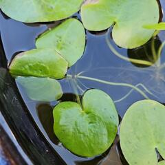 水生植物・水草『トチカガミ3株』の画像
