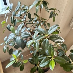 フランスゴムの木の画像