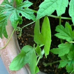 ゴーヤ 朝顔 鉢植え 大の画像