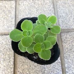 多肉植物🌿アロマティカスの画像
