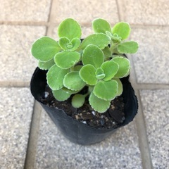 多肉植物🌿アロマティカスの画像