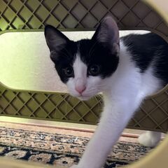 保護猫親子の里親募集