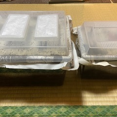 ヘラクレス幼虫ペア、エレファスゾウカブト幼虫2匹の画像