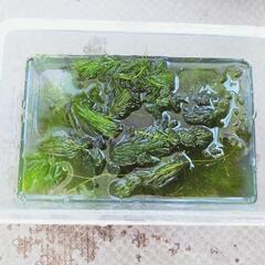 ②はんぱのマツモ（短め）現品限り、写真のものの画像