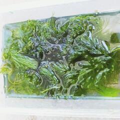 ②はんぱのマツモ（短め）現品限り、写真のものの画像