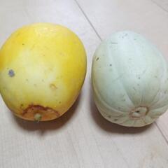 【訳あり】野菜たちの画像