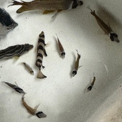 近海産海水魚(ハンドコート)の画像