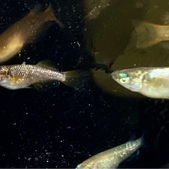 【※お一人様限定】現物の高級メダカ20匹セット　メダカの画像
