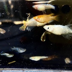 【※お一人様限定】現物の高級メダカ20匹セット　メダカの画像